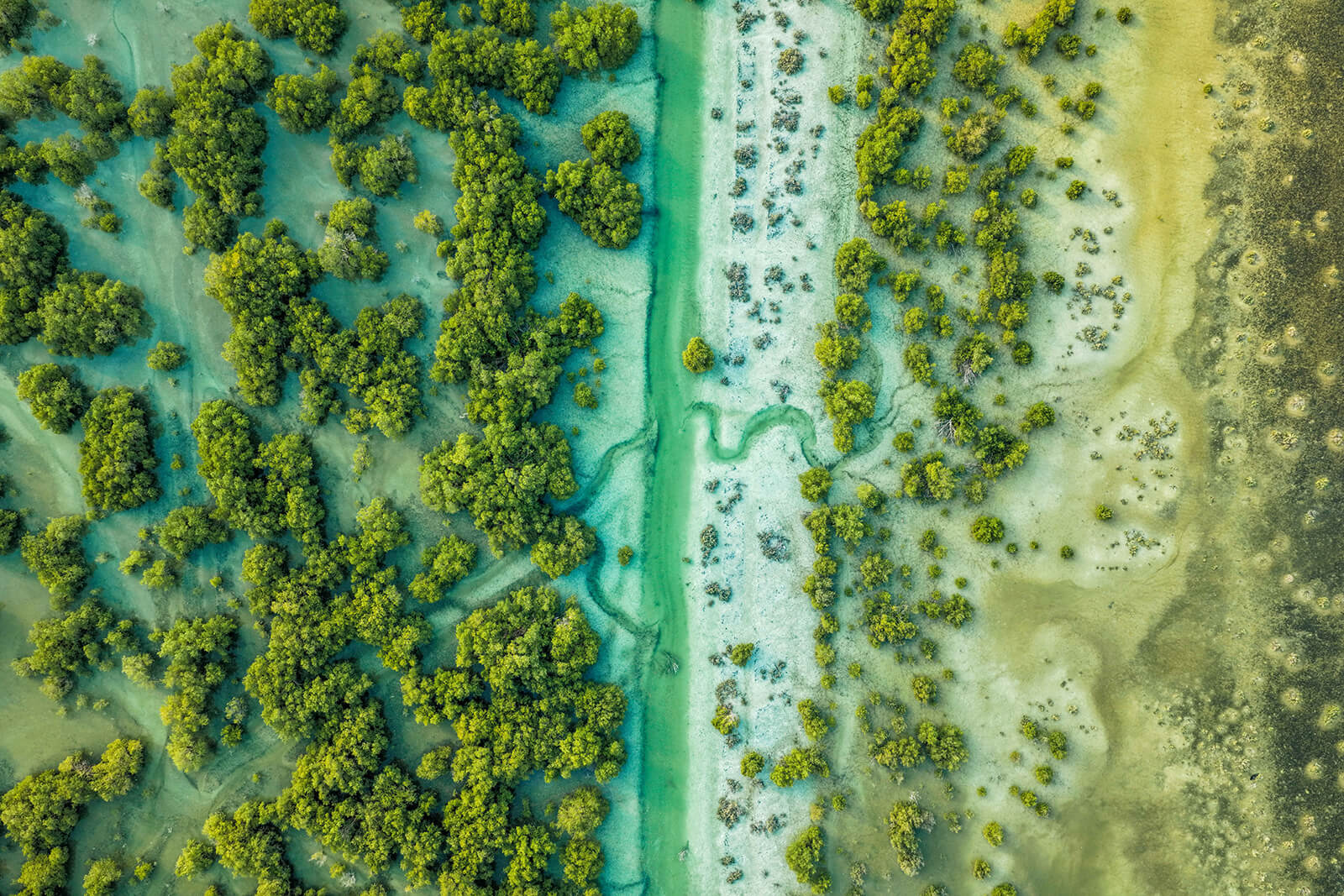 Abu Dhabi’s mangroves meeting the coastal water